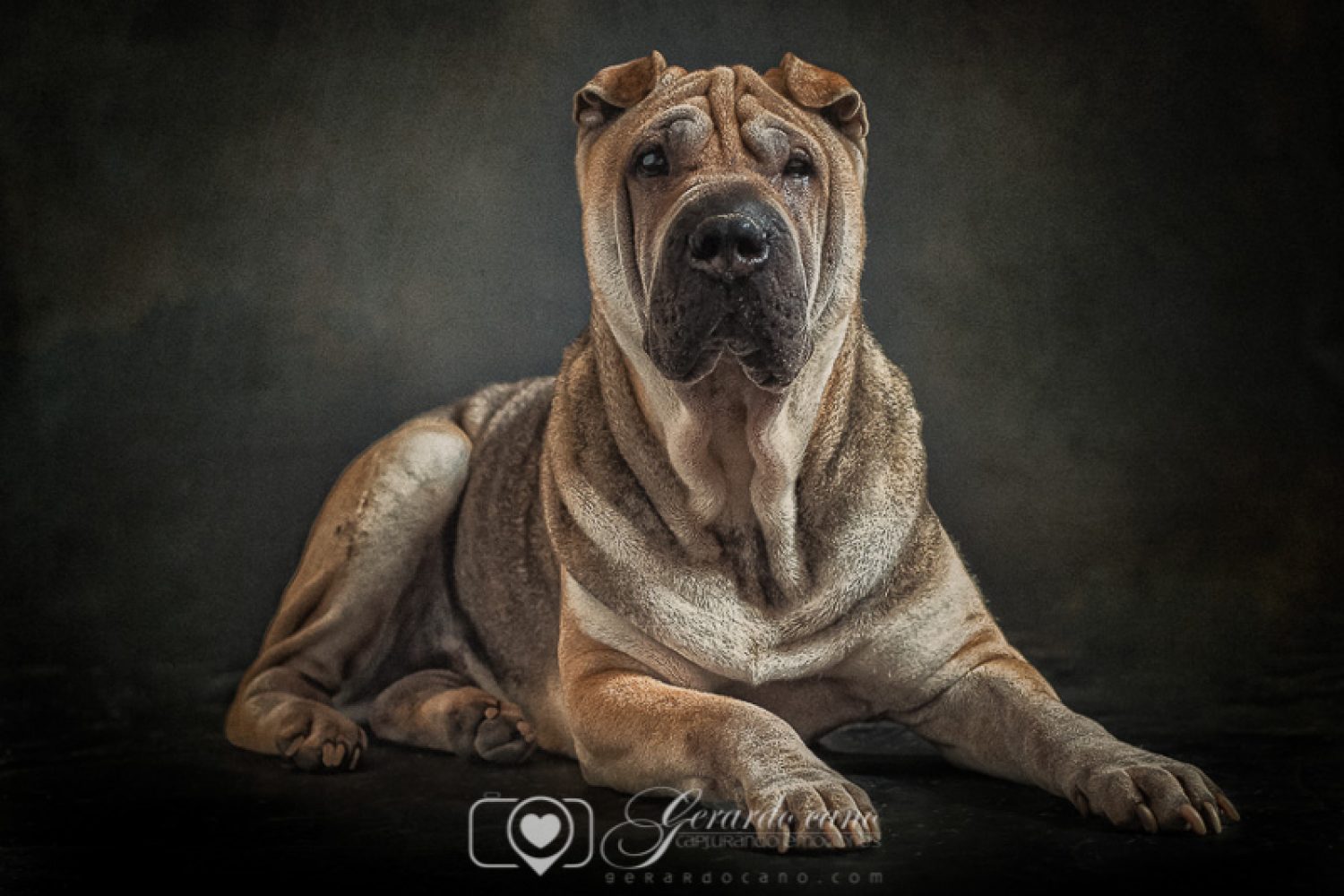 Fotografías reportaje de perros o mascotas Castellon (1)