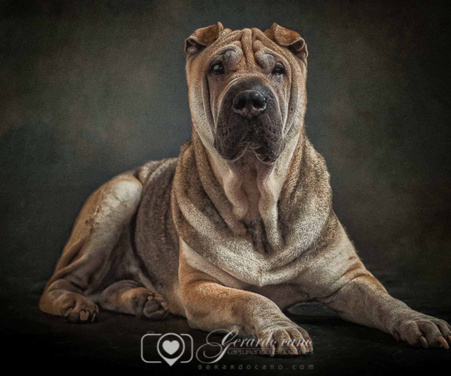 Fotografías reportaje de perros o mascotas Castellon (1)