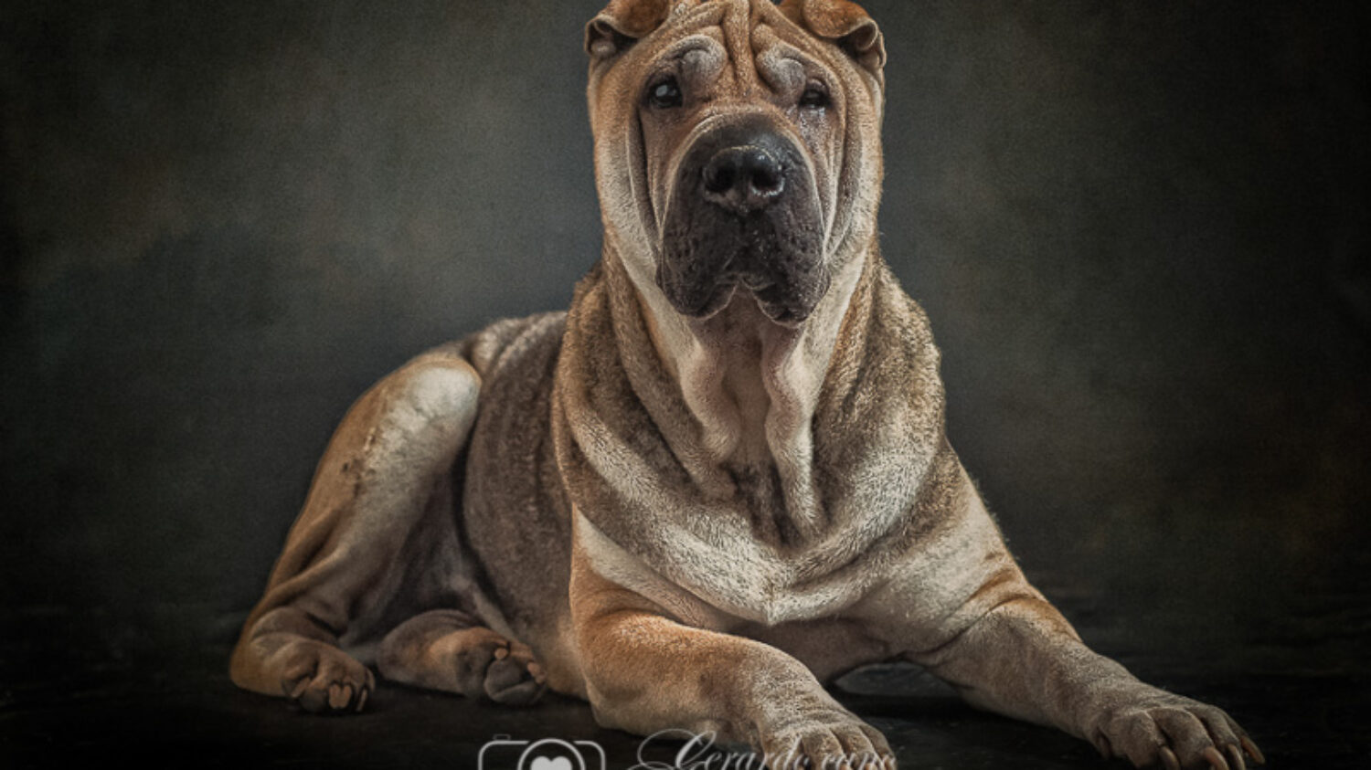 Fotografías reportaje de perros o mascotas Castellon (1)