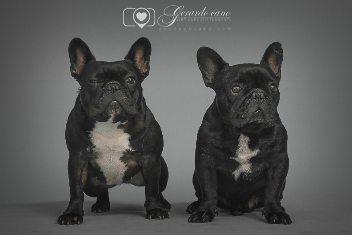 Fotos de mascotas en estudio de fotos - Reportaje de fotos de mascotas (1)