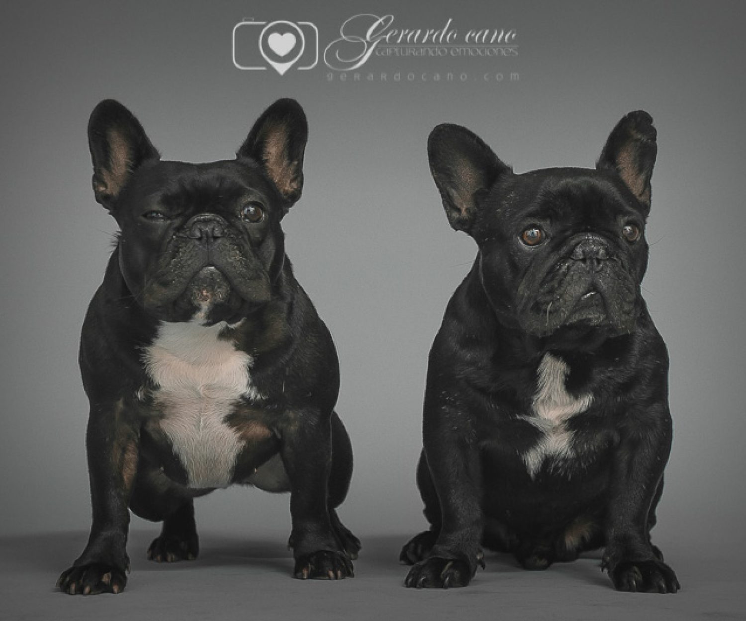 Fotos de mascotas en estudio de fotos - Reportaje de fotos de mascotas (1)