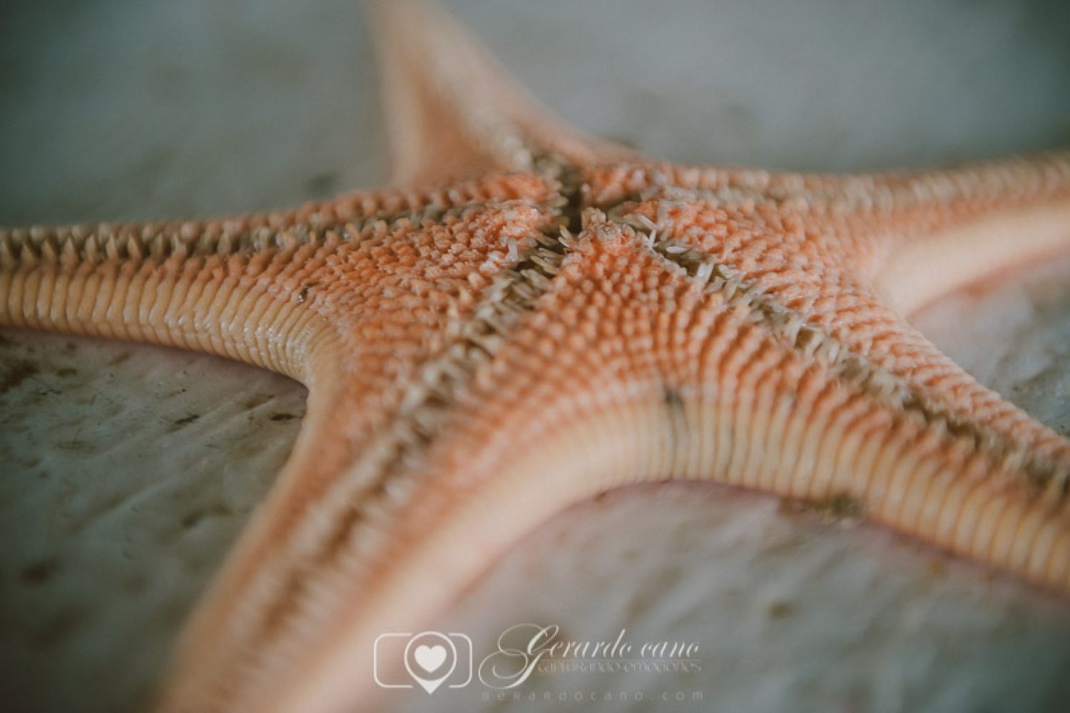 Fotos de boda. fotos de pre-boda. libro de firmas boda (32)