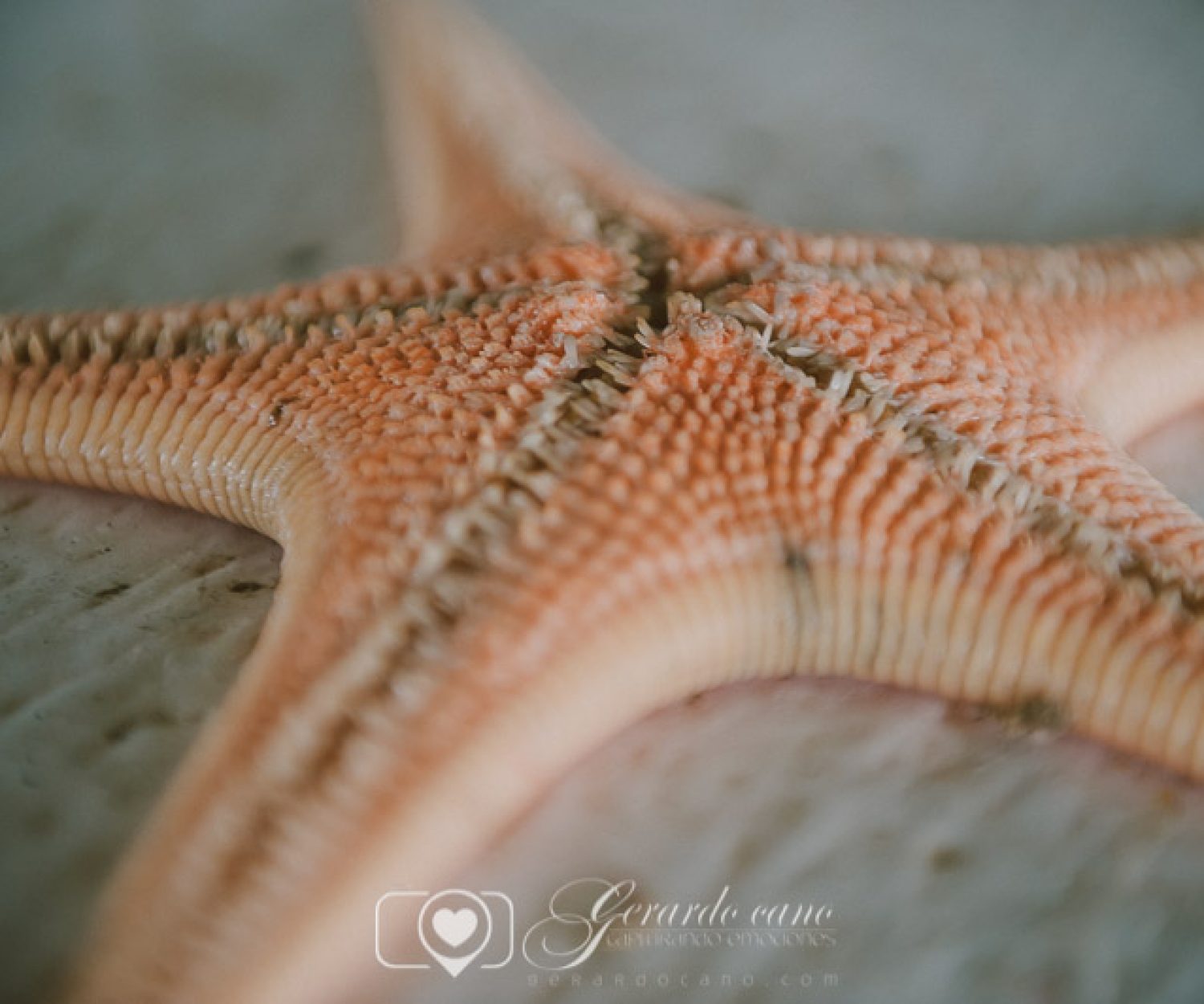 Fotos de boda. fotos de pre-boda. libro de firmas boda (32)